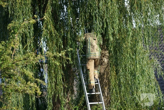 Brandweer redt kat uit boom
