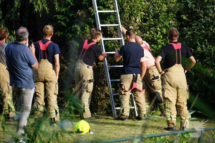 Brandweer redt kat uit boom