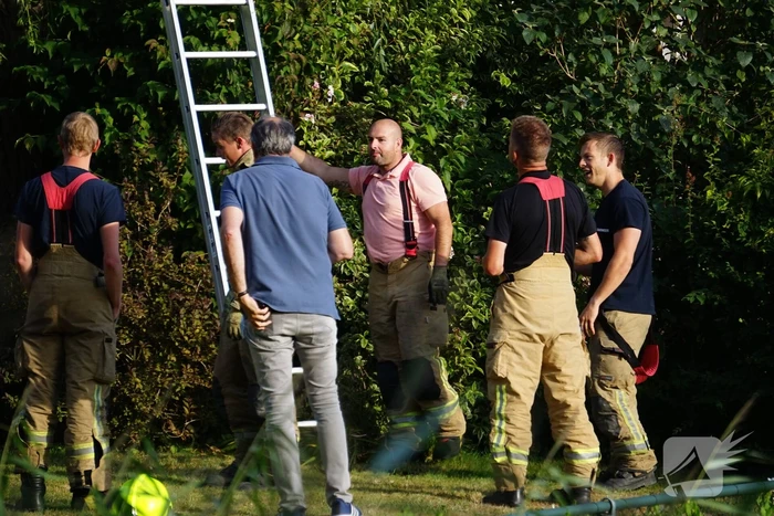 Brandweer redt kat uit boom