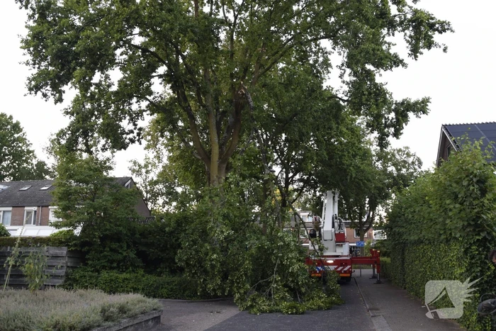 Brandweer ingezet voor afgebroken tak