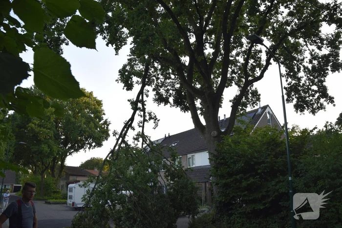Brandweer ingezet voor afgebroken tak
