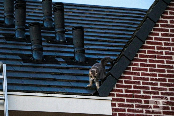 Brandweer ingezet voor kat op dak van woning