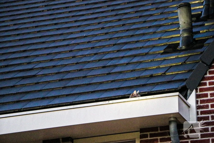 Brandweer ingezet voor kat op dak van woning
