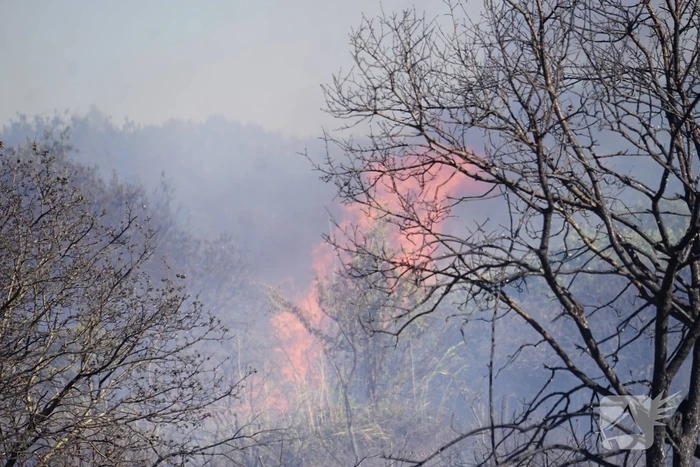 Brandweer massaal ingezet bij grote duinbrand