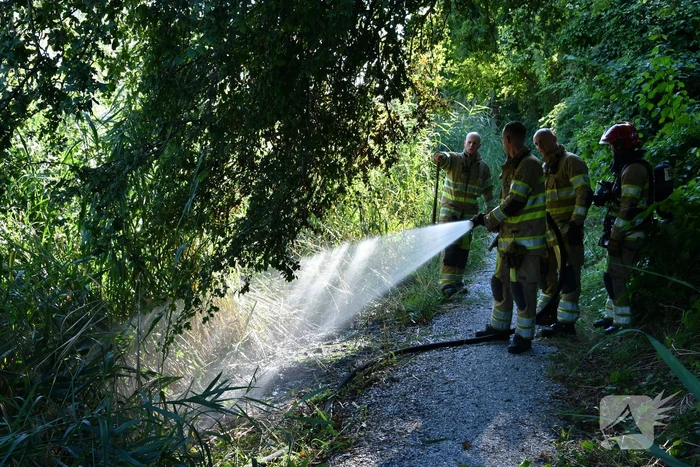 Kleine rietbrand in park