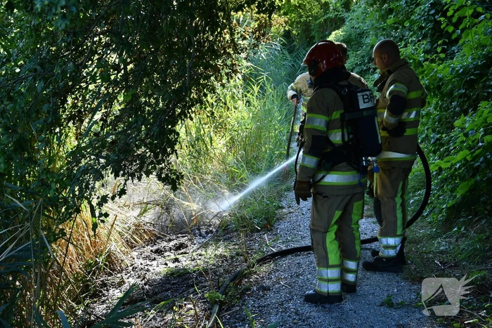 Kleine rietbrand in park