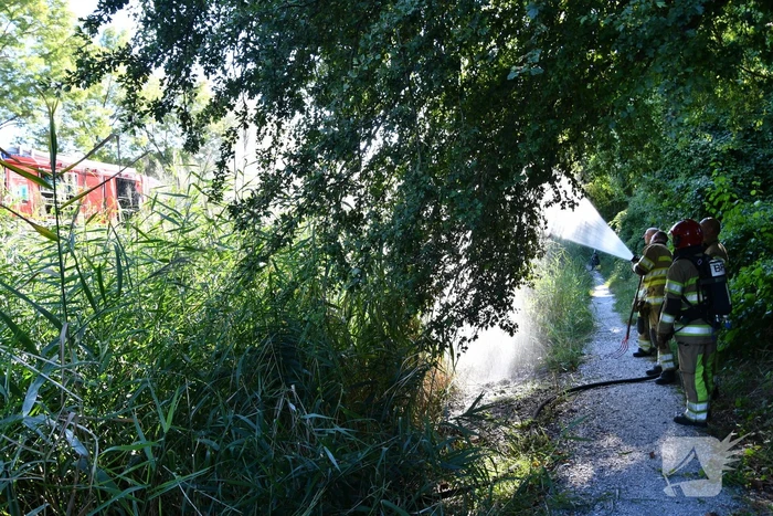 Kleine rietbrand in park