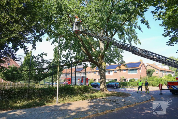 Enorme loshangende tak door brandweer verwijderd