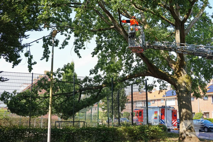 Enorme loshangende tak door brandweer verwijderd