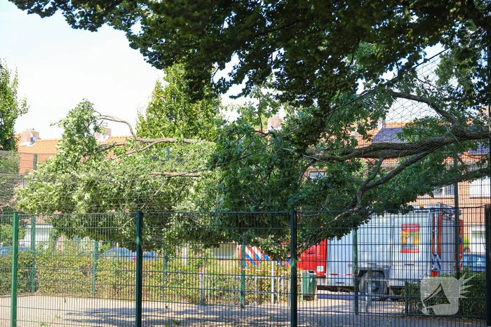 Enorme loshangende tak door brandweer verwijderd