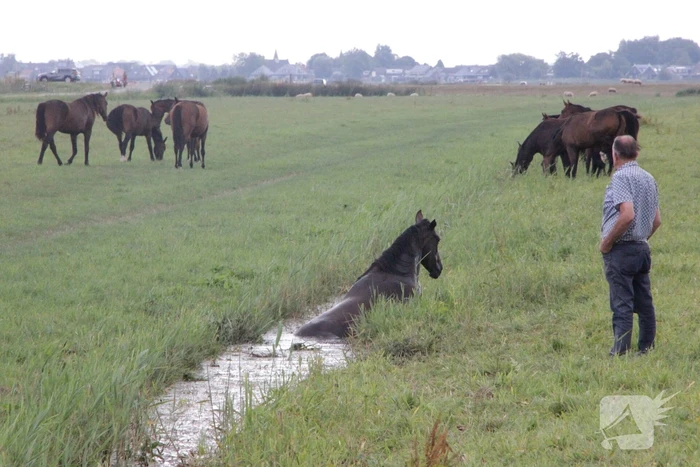 Loslopend paard eindigt in de sloot