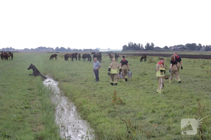 Loslopend paard eindigt in de sloot