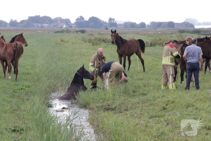 Loslopend paard eindigt in de sloot