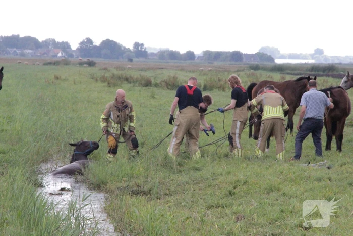 Loslopend paard eindigt in de sloot