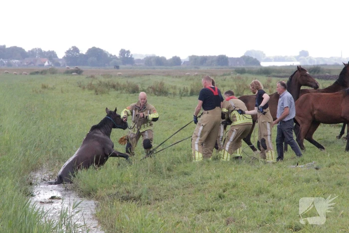 Loslopend paard eindigt in de sloot