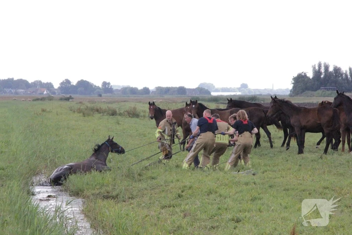 Loslopend paard eindigt in de sloot