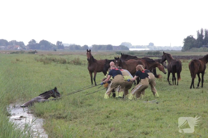 Loslopend paard eindigt in de sloot
