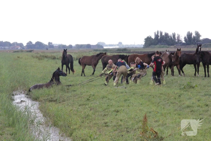 Loslopend paard eindigt in de sloot