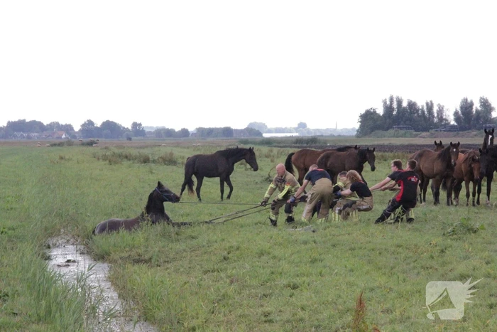 Loslopend paard eindigt in de sloot