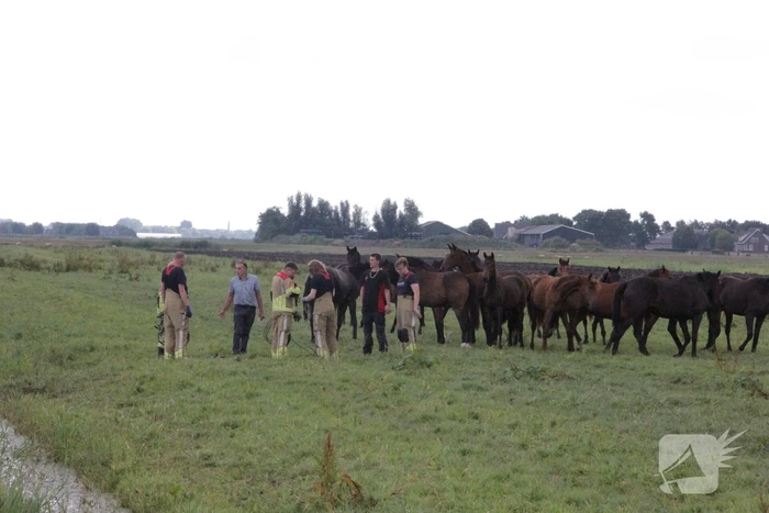 Loslopend paard eindigt in de sloot