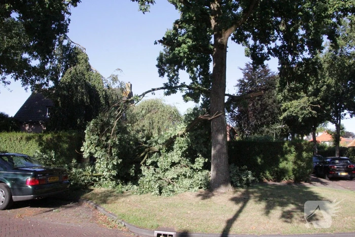 Forse takken uit boom gewaaid