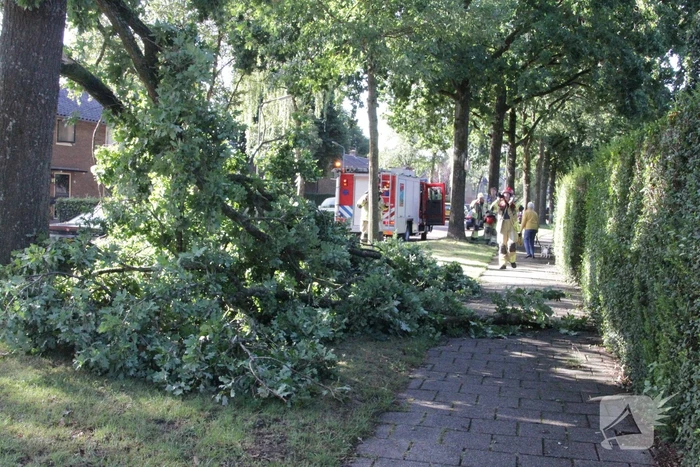 Forse takken uit boom gewaaid