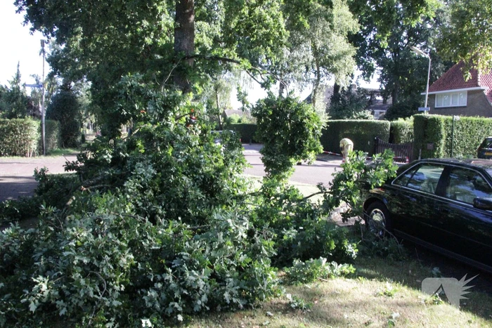 Forse takken uit boom gewaaid