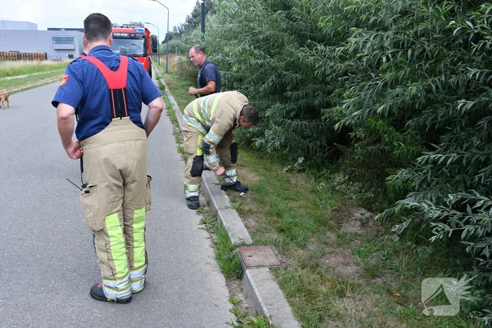 Jonge bunzings opgejaagd door hond