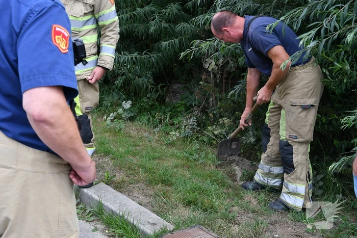 Jonge bunzings opgejaagd door hond