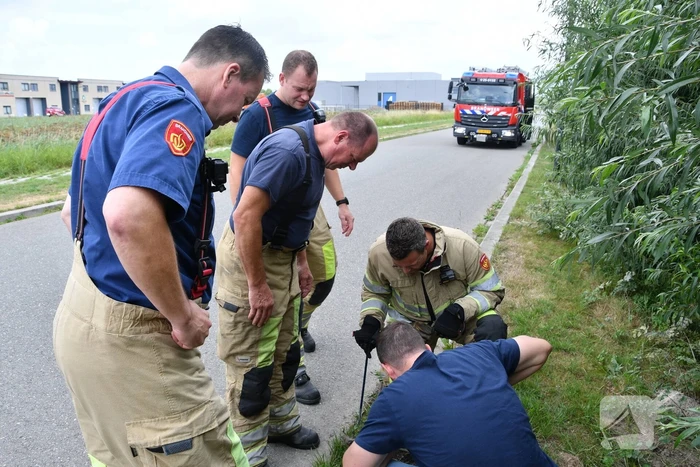 Jonge bunzings opgejaagd door hond