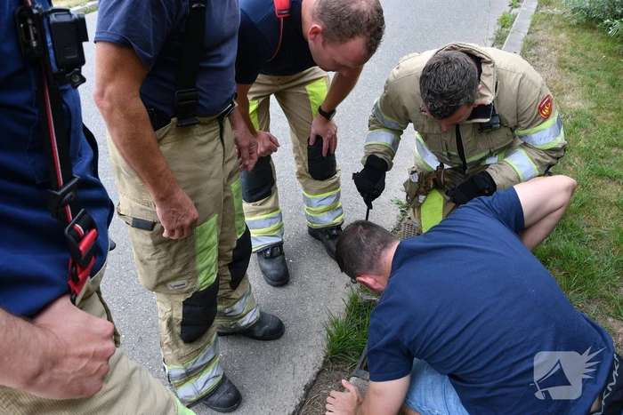 Jonge bunzings opgejaagd door hond