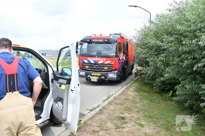 Jonge bunzings opgejaagd door hond