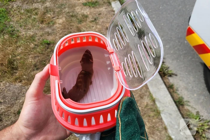 Jonge bunzings opgejaagd door hond