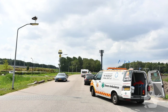 Gewonde ooievaar laat zich niet vangen