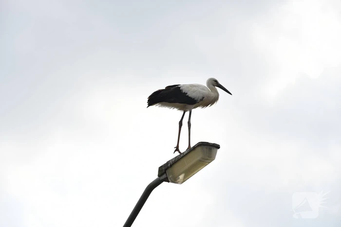 Gewonde ooievaar laat zich niet vangen