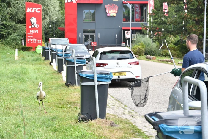 Gewonde ooievaar laat zich niet vangen