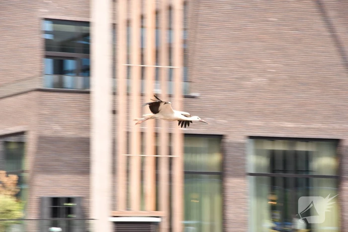 Gewonde ooievaar laat zich niet vangen
