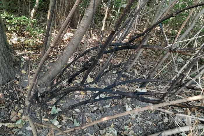 Brandweer blust brandende struiken