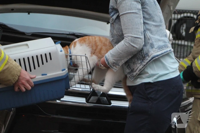 Kat vast in motorcompartiment van auto