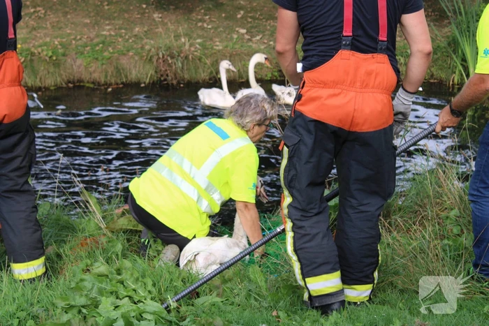 Gewonde zwaan laat zich lastig vangen