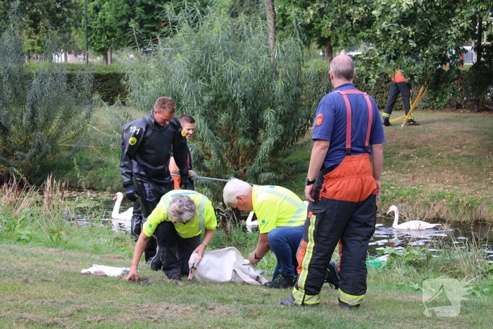Gewonde zwaan laat zich lastig vangen