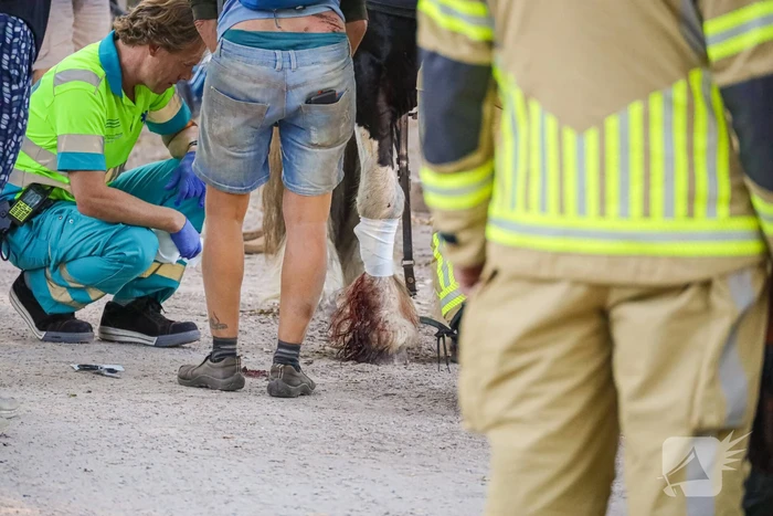 Ruiter gewond na op hol geslagen paard