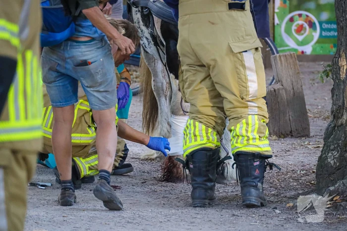 Ruiter gewond na op hol geslagen paard
