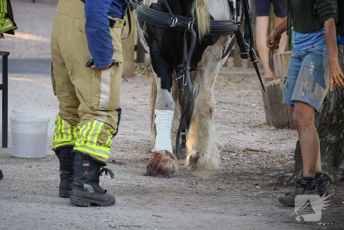Ruiter gewond na op hol geslagen paard