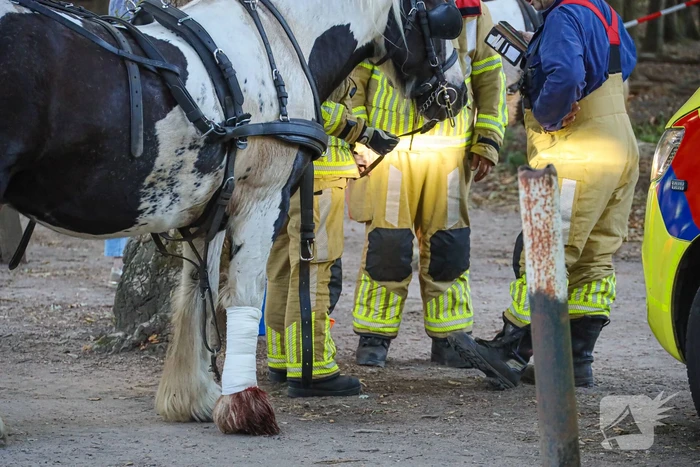 Ruiter gewond na op hol geslagen paard