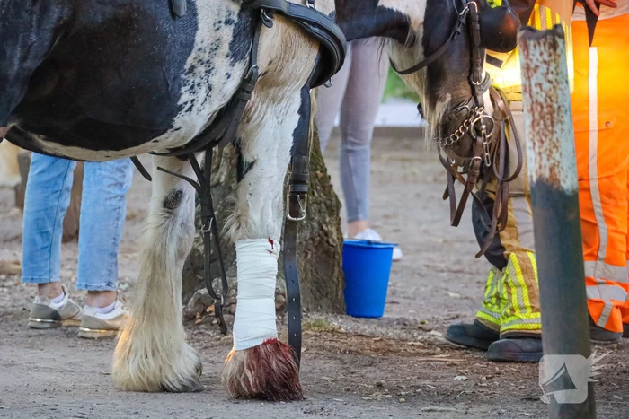 Ruiter gewond na op hol geslagen paard