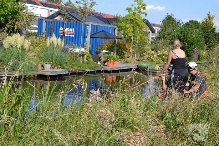 Brandweer redt paard uit water