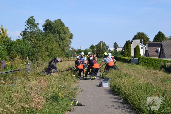 Brandweer redt paard uit water