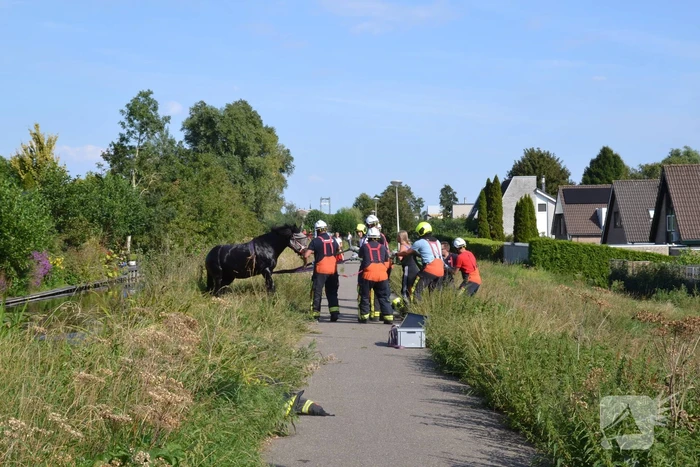 Brandweer redt paard uit water