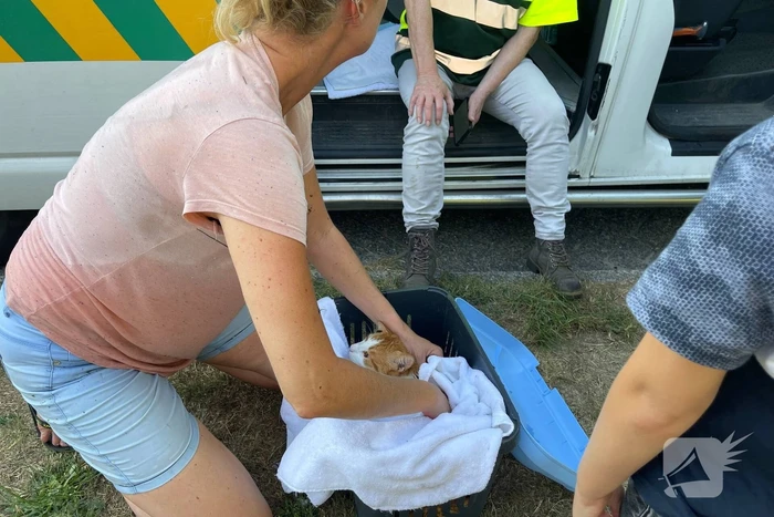 Buurtbewoonster redt kat Charlie uit sloot